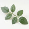 Лист розы шестерной  зеленый с прожилками 23 см 10 шт