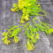 Ветка - цветок незабудки лимонный 11 см 10 шт