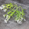 Ветка - цветок незабудки зеленый-белый 11 см 100 шт